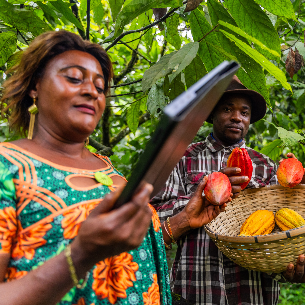 Cocoa the secret elixir to living a healthy life well past 100?