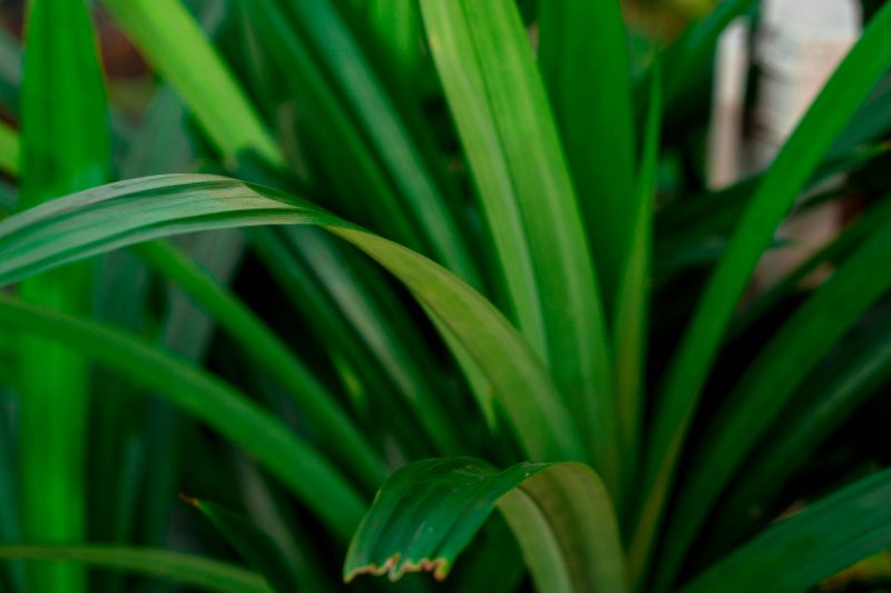 Pandan Leaves: The Tropical Treasure Taking Over Kitchens and Chocolates!